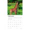 BrownTrout; Baby Animals | 2027 12 x 24 Inch (Hanging) Monthly Square Wall Calendar | Plastic-Free; Category:Wall Calendars; Image:5